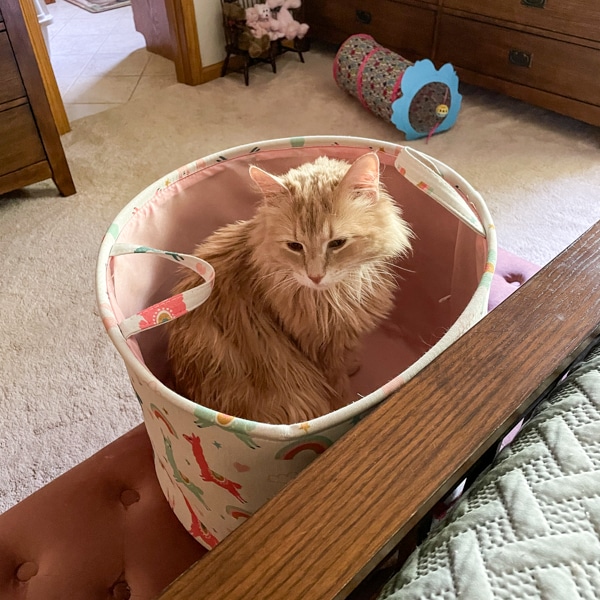 Our orange kitty Eleanor sitting on a laundry hamper.